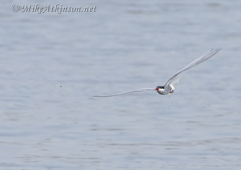 Whiskered Tern