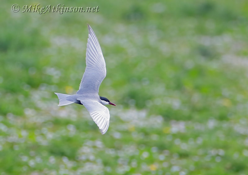 Whiskered Tern