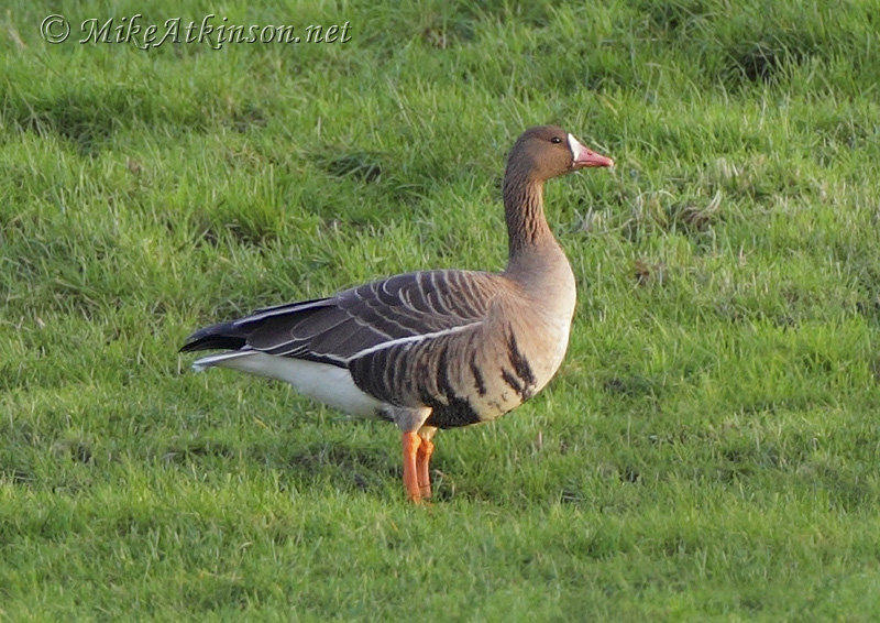 White-fronted Goose (European)