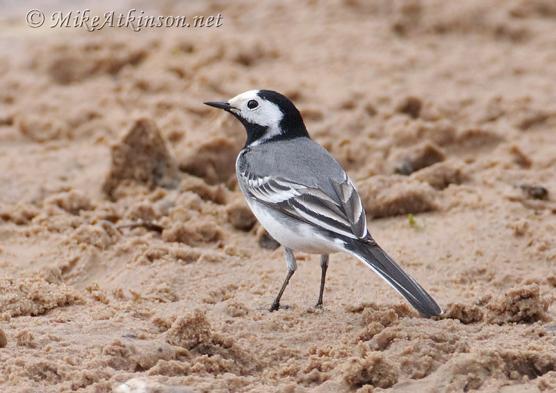 White Wagtail