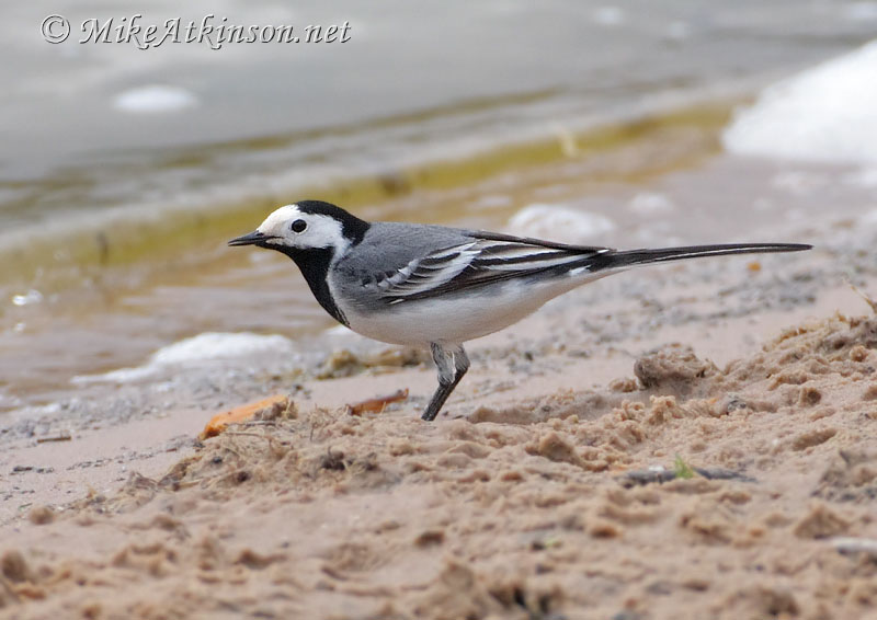 White Wagtail