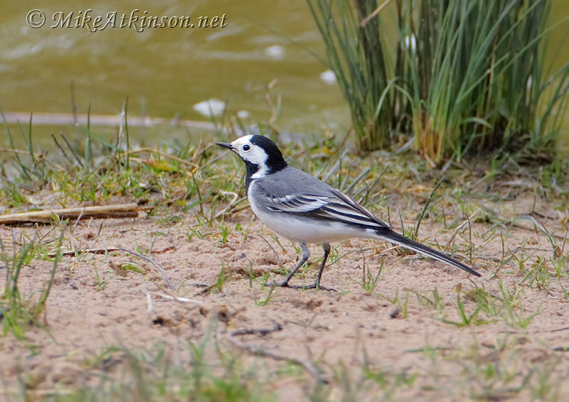 White Wagtail