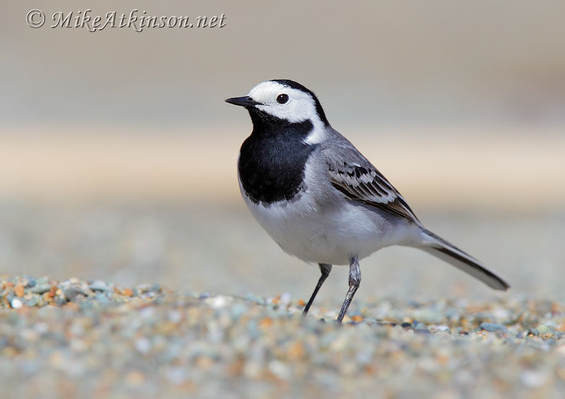 White Wagtail