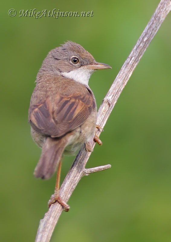 Whitethroat