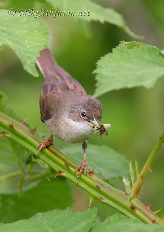Whitethroat