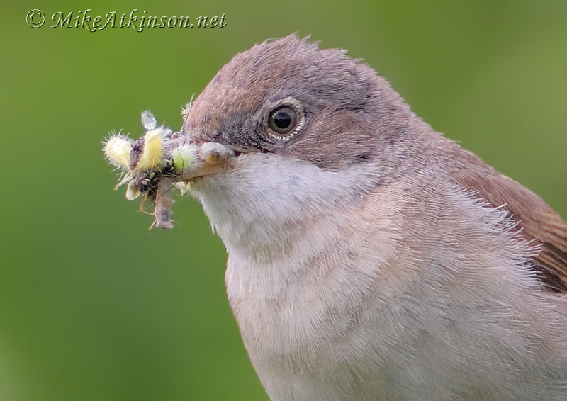 Whitethroat