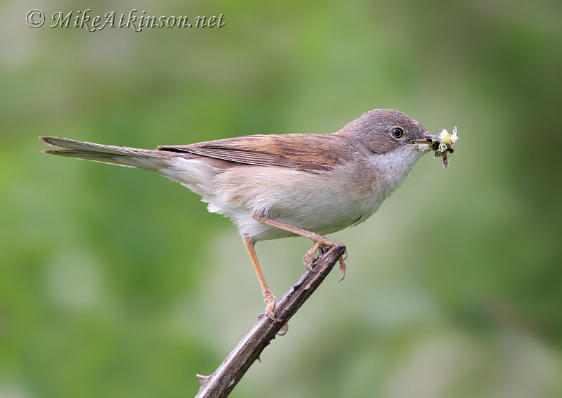 Whitethroat