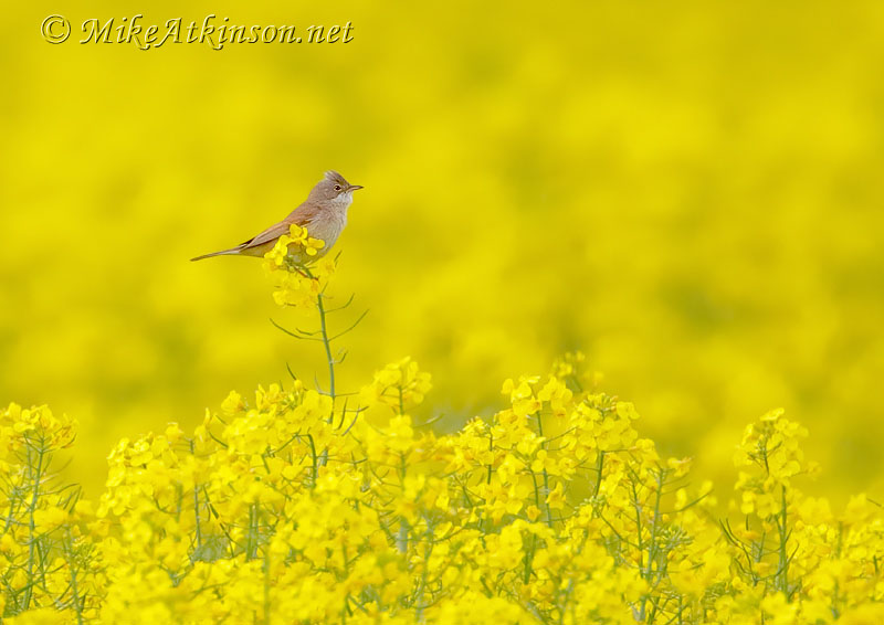 Whitethroat