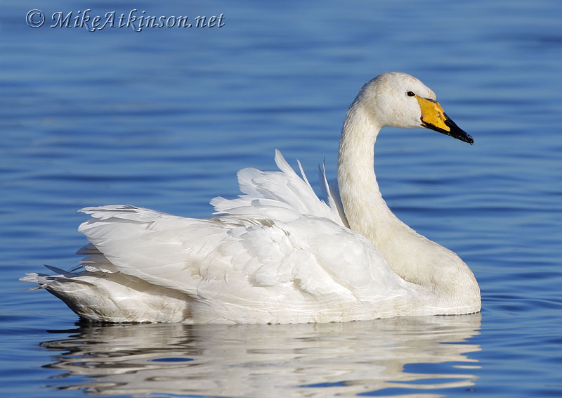 Whooper Swan