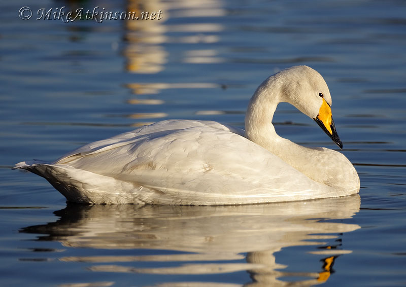 Whooper Swan