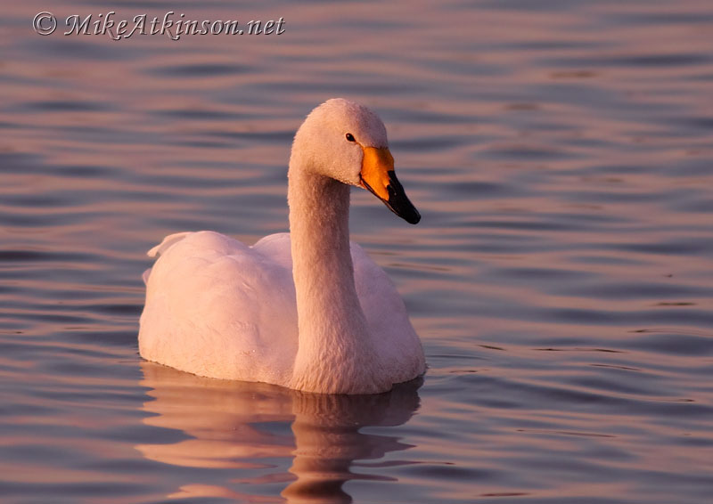 Whooper Swan