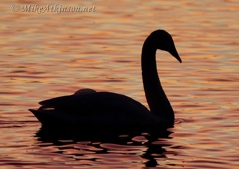 Whooper Swan
