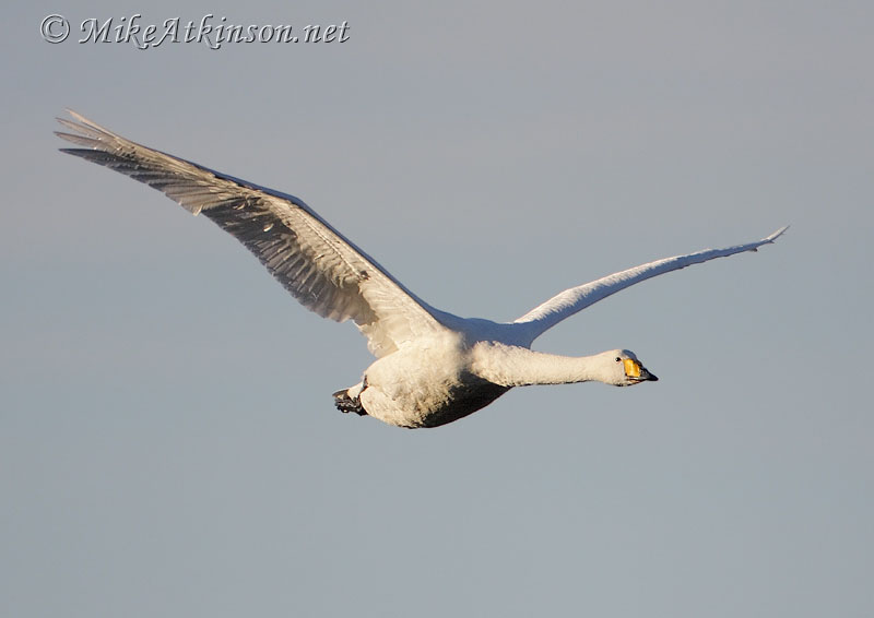 Whooper Swan
