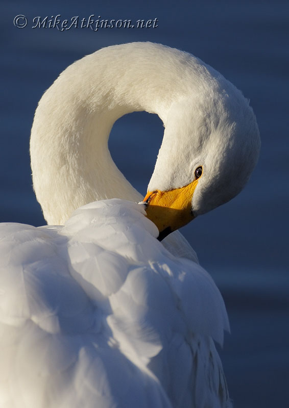 Whooper Swan