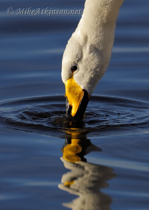 Whooper Swan