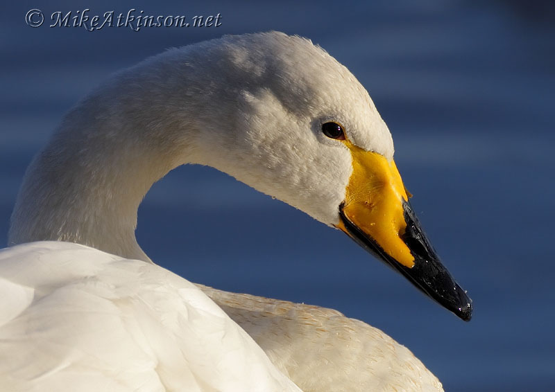 Whooper Swan