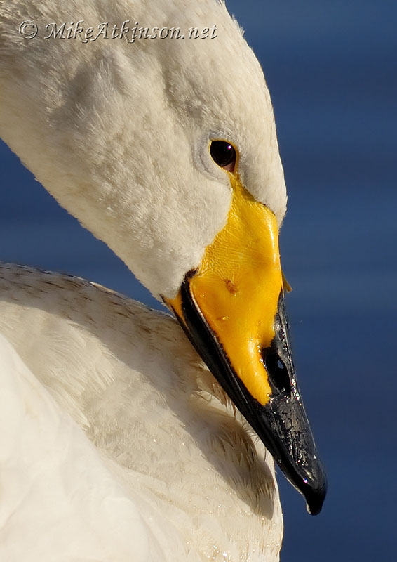 Whooper Swan
