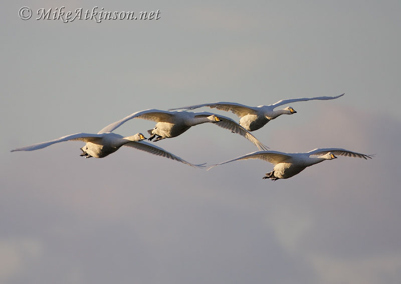 Whooper Swan