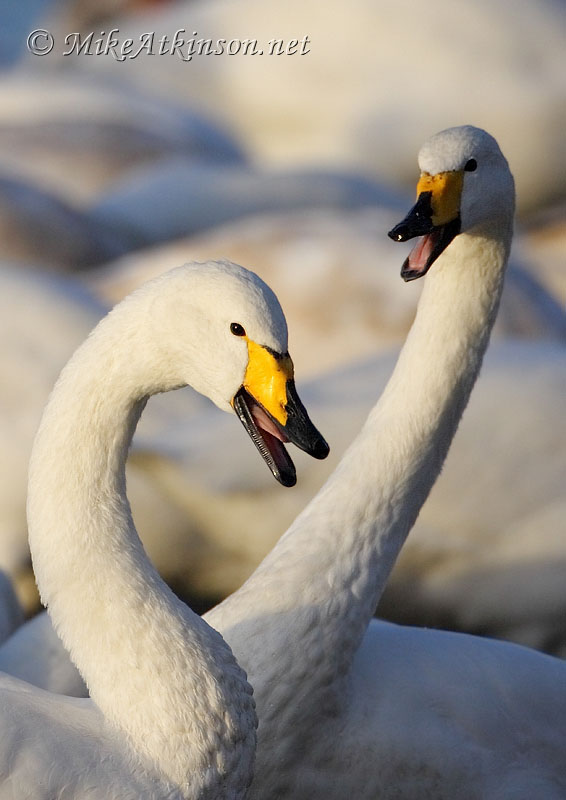 Whooper Swan