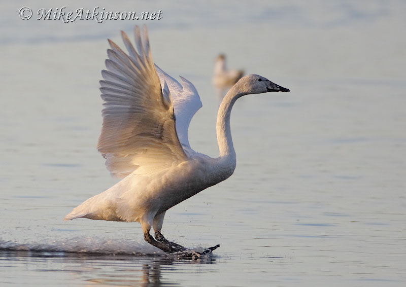 Whooper Swan