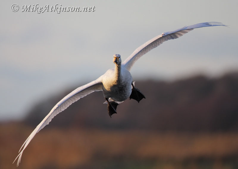Whooper Swan