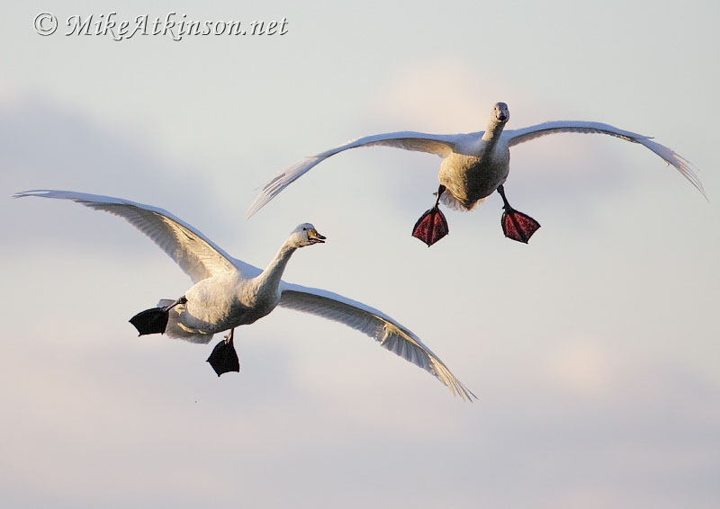 Whooper Swan