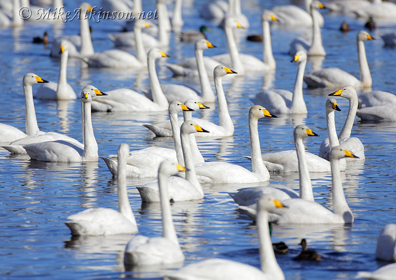 Whooper Swan