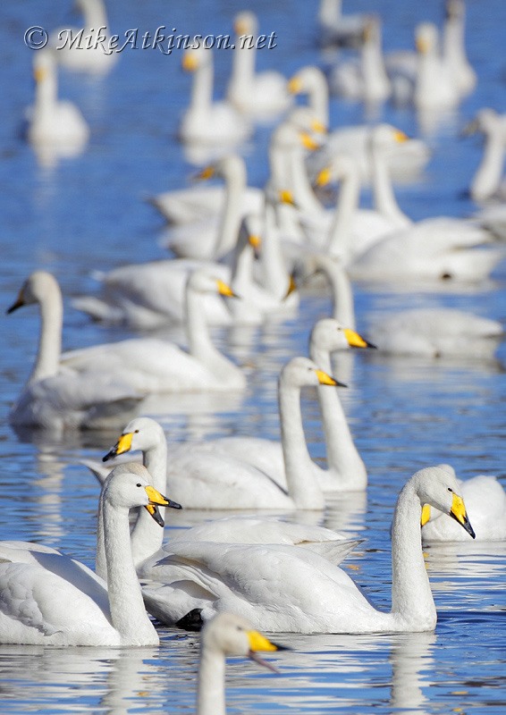 Whooper Swan