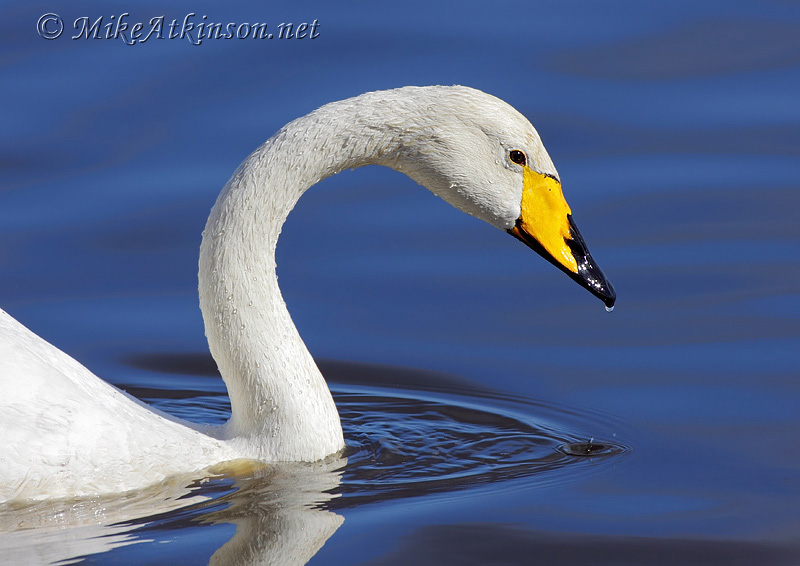 Whooper Swan
