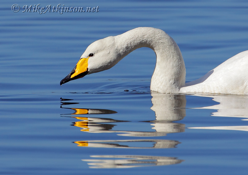 Whooper Swan