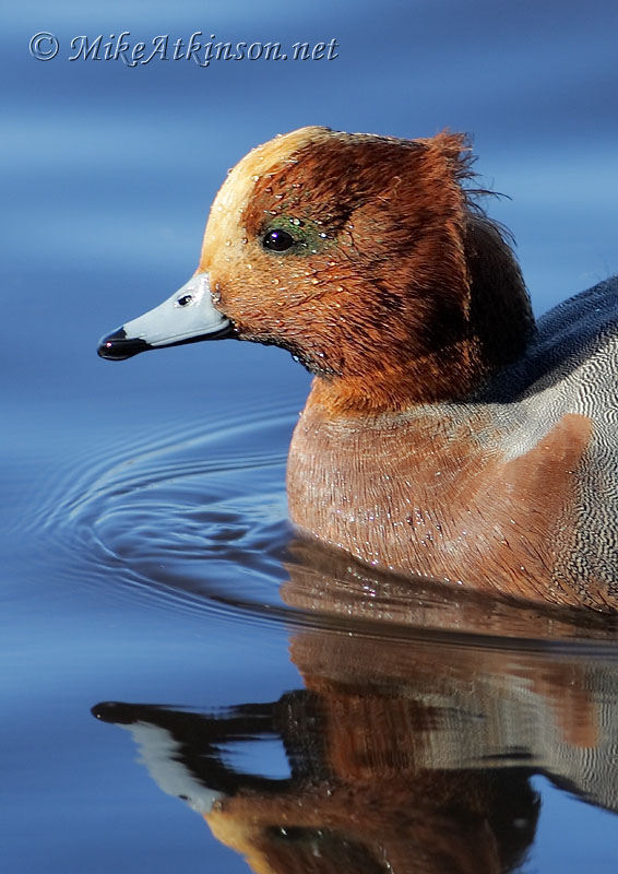 Wigeon