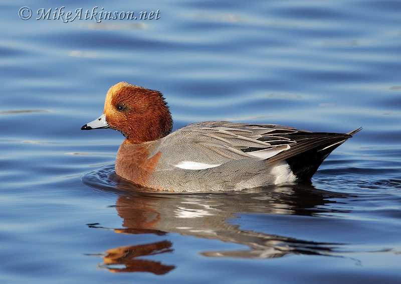 Wigeon