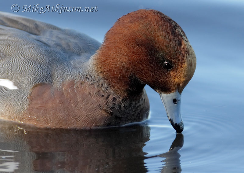 Wigeon