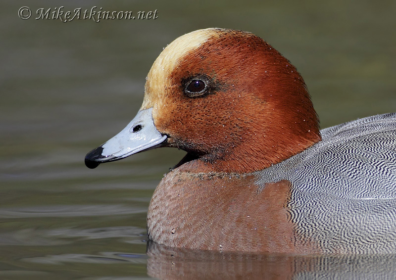 Wigeon (captive bird)