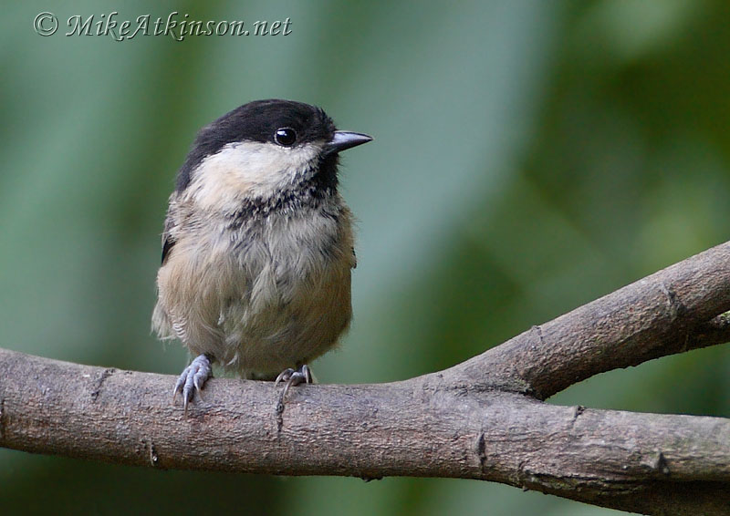 Willow Tit