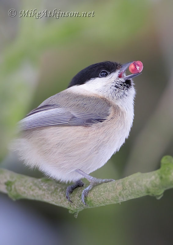 Willow Tit
