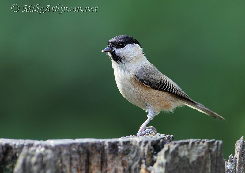 Willow Tit