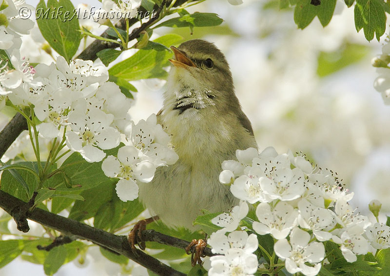 Willow Warbler