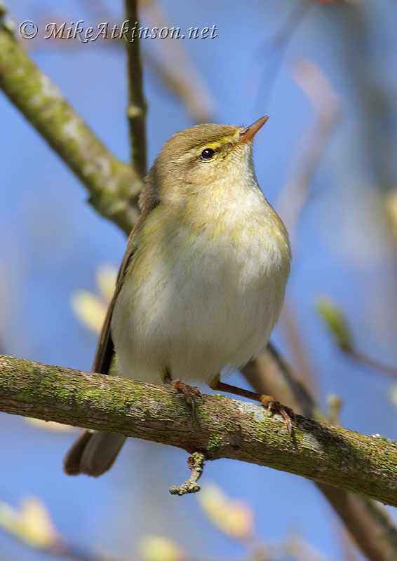 Willow Warbler