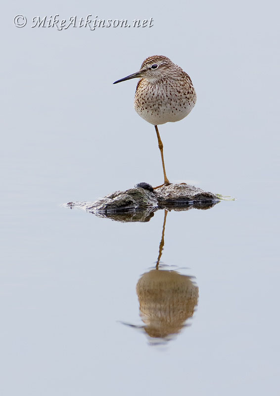 Wood Sandpiper