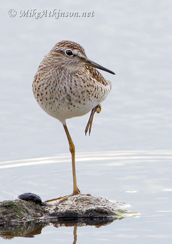 Wood Sandpiper