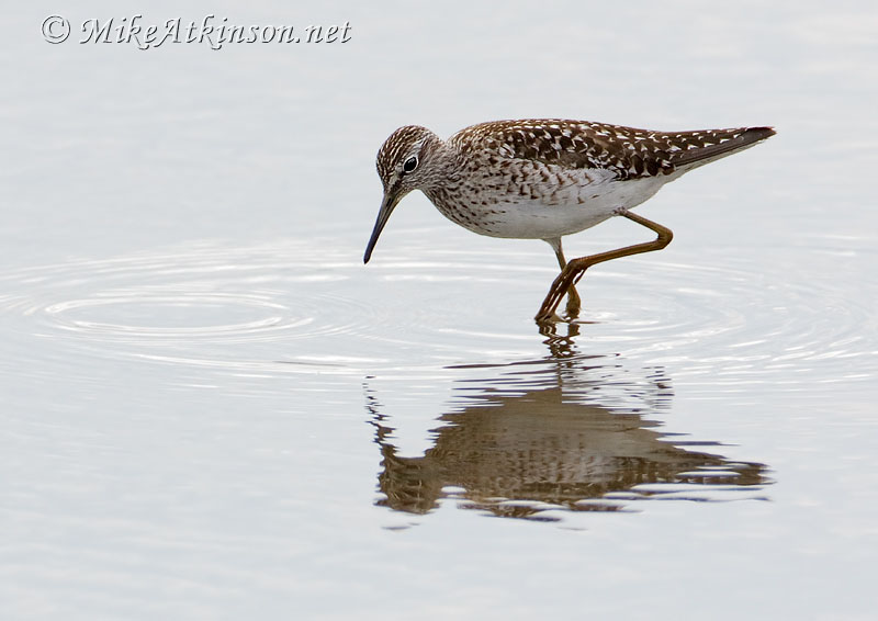 Wood Sandpiper