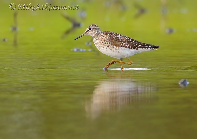 Wood Sandpiper