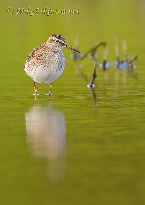 Wood Sandpiper