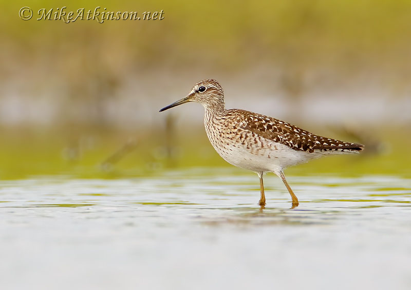 Wood Sandpiper