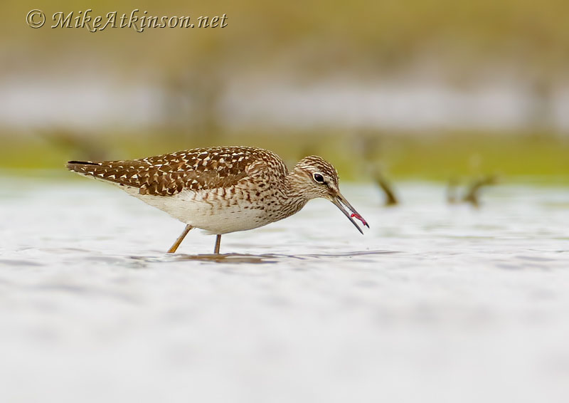 Wood Sandpiper