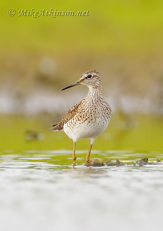 Wood Sandpiper