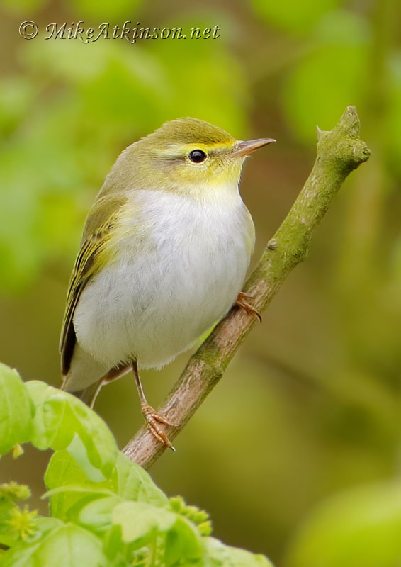 Wood Warbler