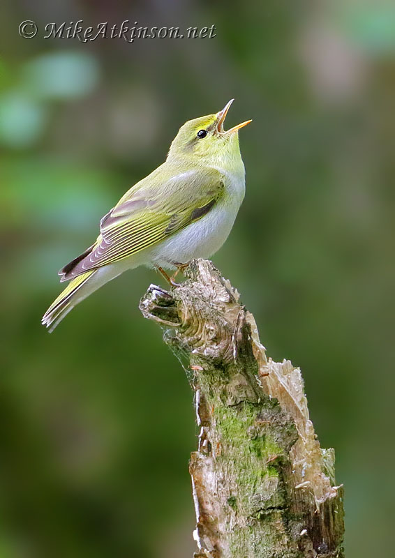 Wood Warbler