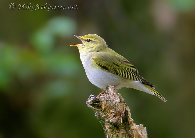 Wood Warbler